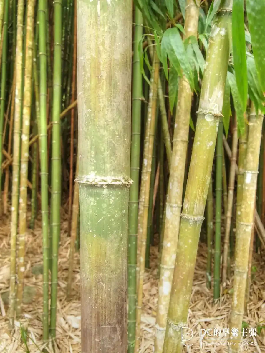 玩在嘉義 奮起湖 杉林步道散策 雙老街 與 在地必吃美食 懶人包