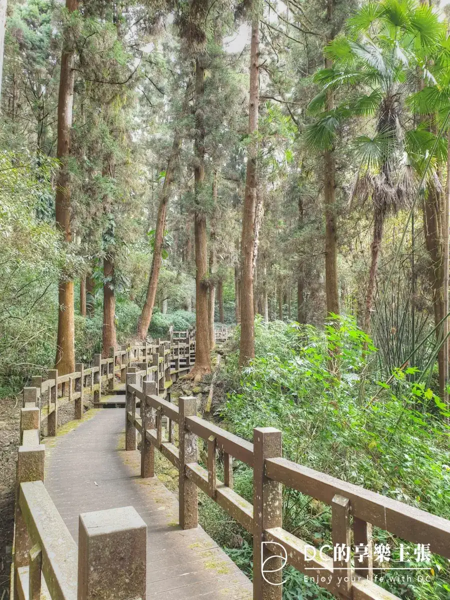 玩在嘉義 奮起湖 杉林步道散策 雙老街 與 在地必吃美食 懶人包